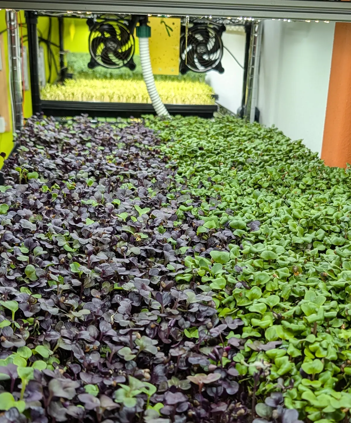 Microgreens im Anbau unter LED-Licht
