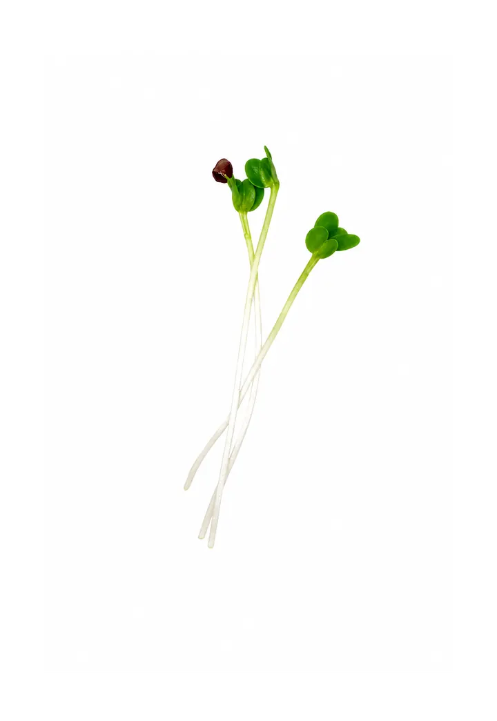 Brokkoli Microgreens