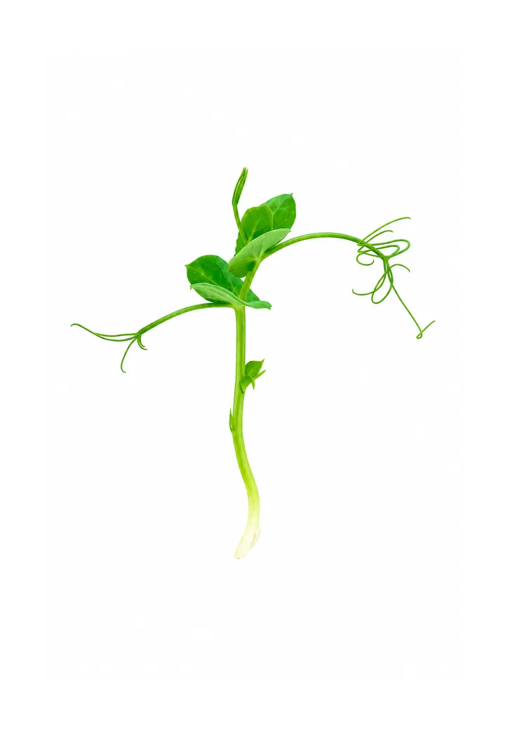 Erbse Microgreens