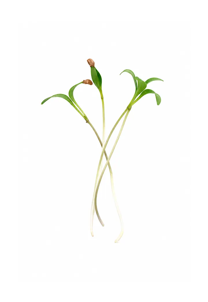 Fenchel Microgreens