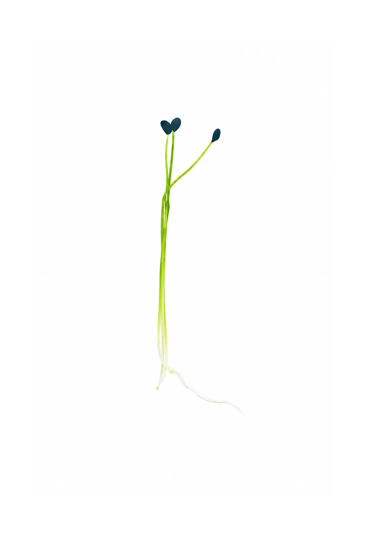 Knoblauch Microgreens