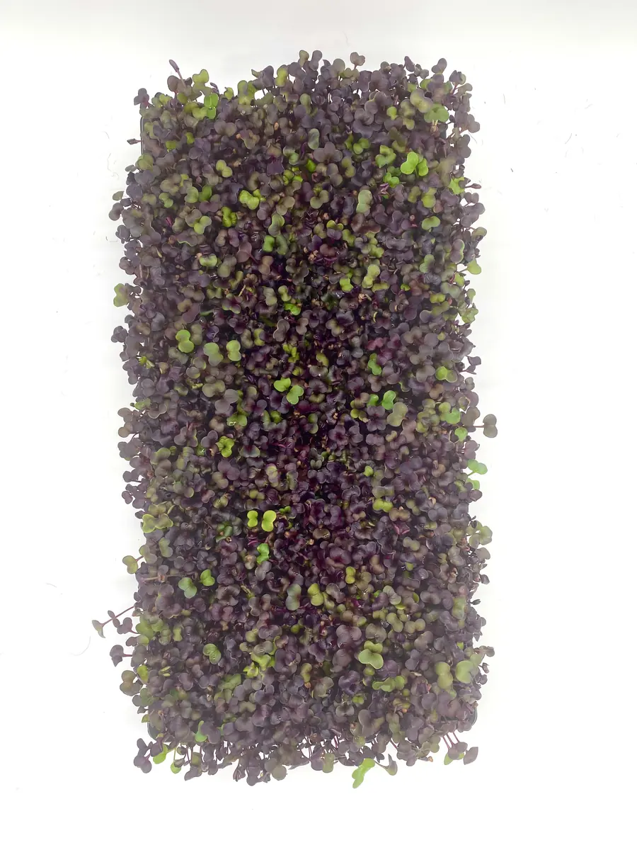 Beispiel: Microgreens auf Matte (fertig)