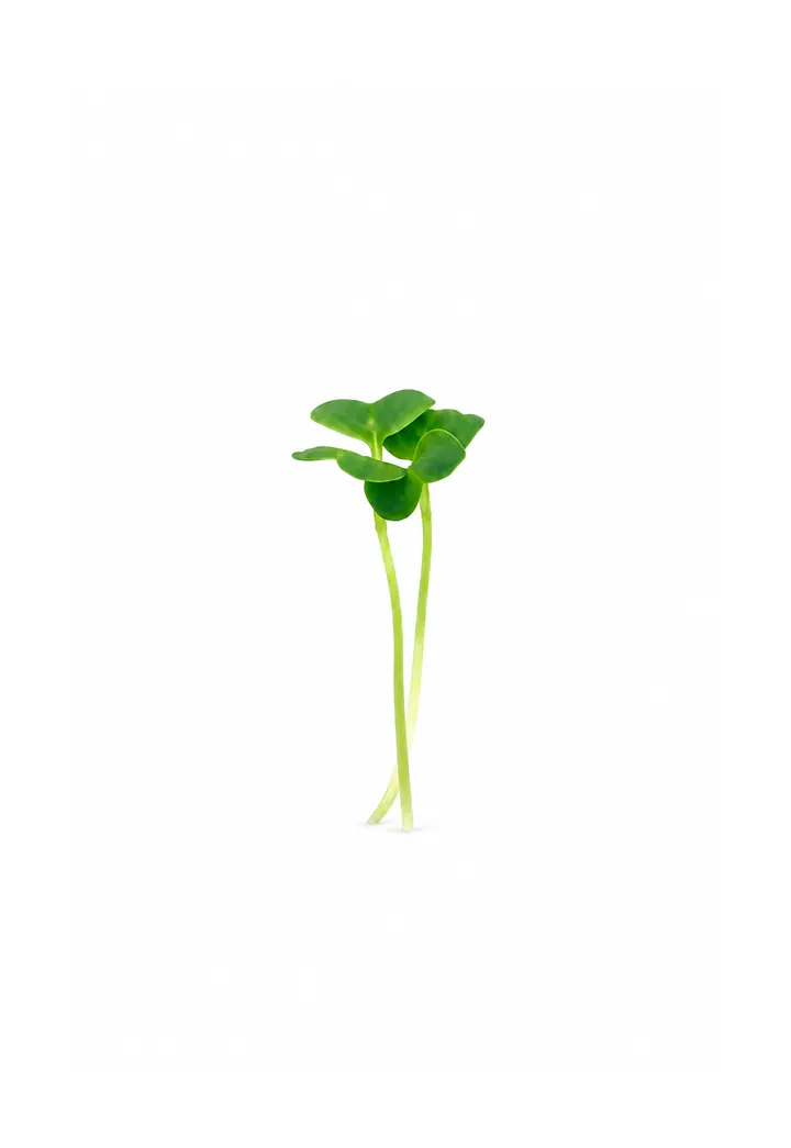 Rettich Microgreens