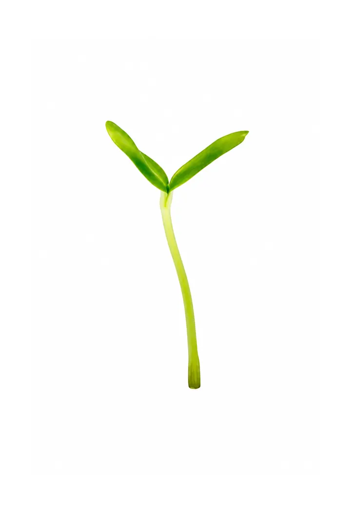 Sonnenblume Microgreens